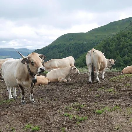 Recente Au Coeur Des Monts Du Cantal Laveissiere