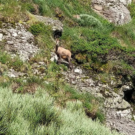 Recente Au Lioran A Proximite Des Remontees Mecaniques