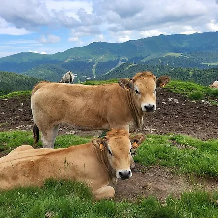 Apartment Recente Au Coeur Des Monts Du Cantal *