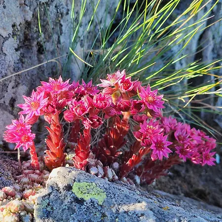 Recente Au Lioran A Proximite Des Remontees Mecaniques * Laveissière