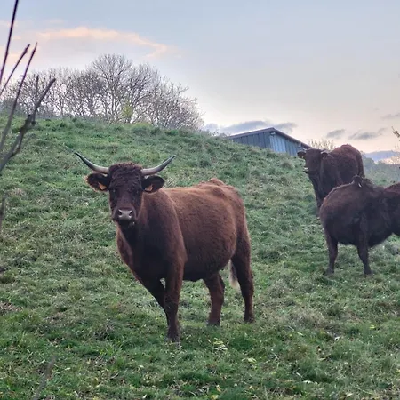 Recente Au Coeur Des Monts Du Cantal Laveissiere