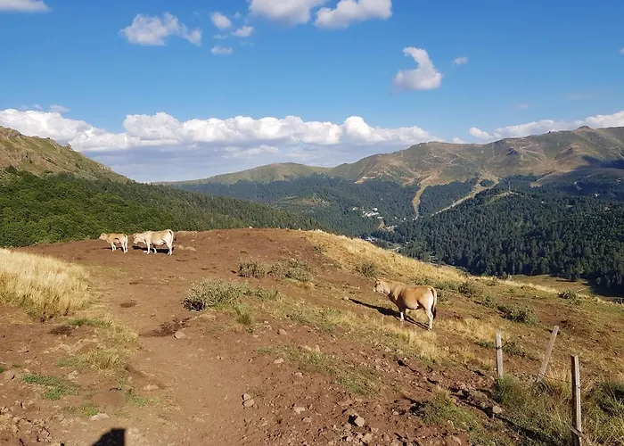 Recente Au Lioran A Proximite Des Remontees Mecaniques * Laveissiere