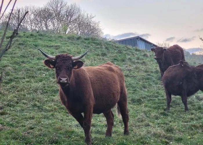 Recente Au Lioran A Proximite Des Remontees Mecaniques Laveissiere